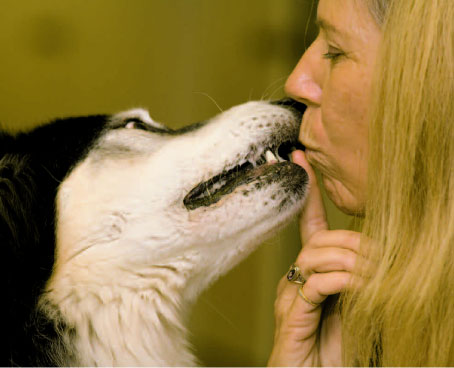 professional dog trainers, dog training